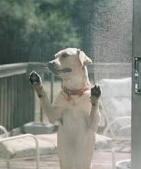 Bescherming tegen huisdieren